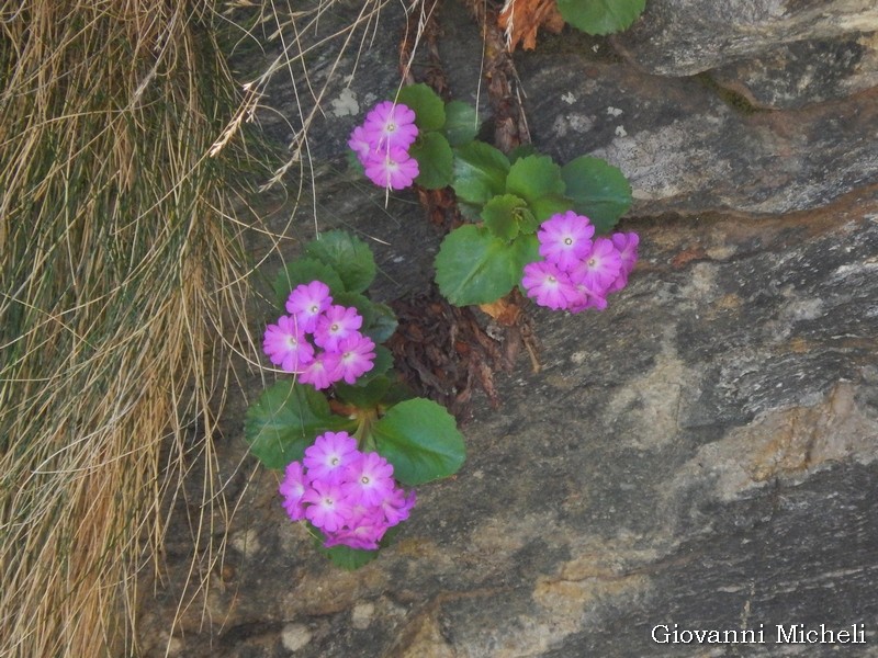 Primula hirsuta